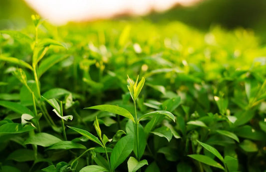 Chá Verde: Da Sabedoria Ancestral à Saúde Contemporânea
