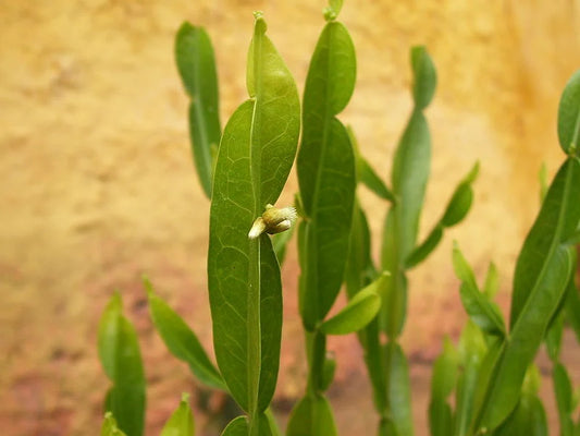 Carqueja: Uma Planta Sagrada de Cura e Tradição