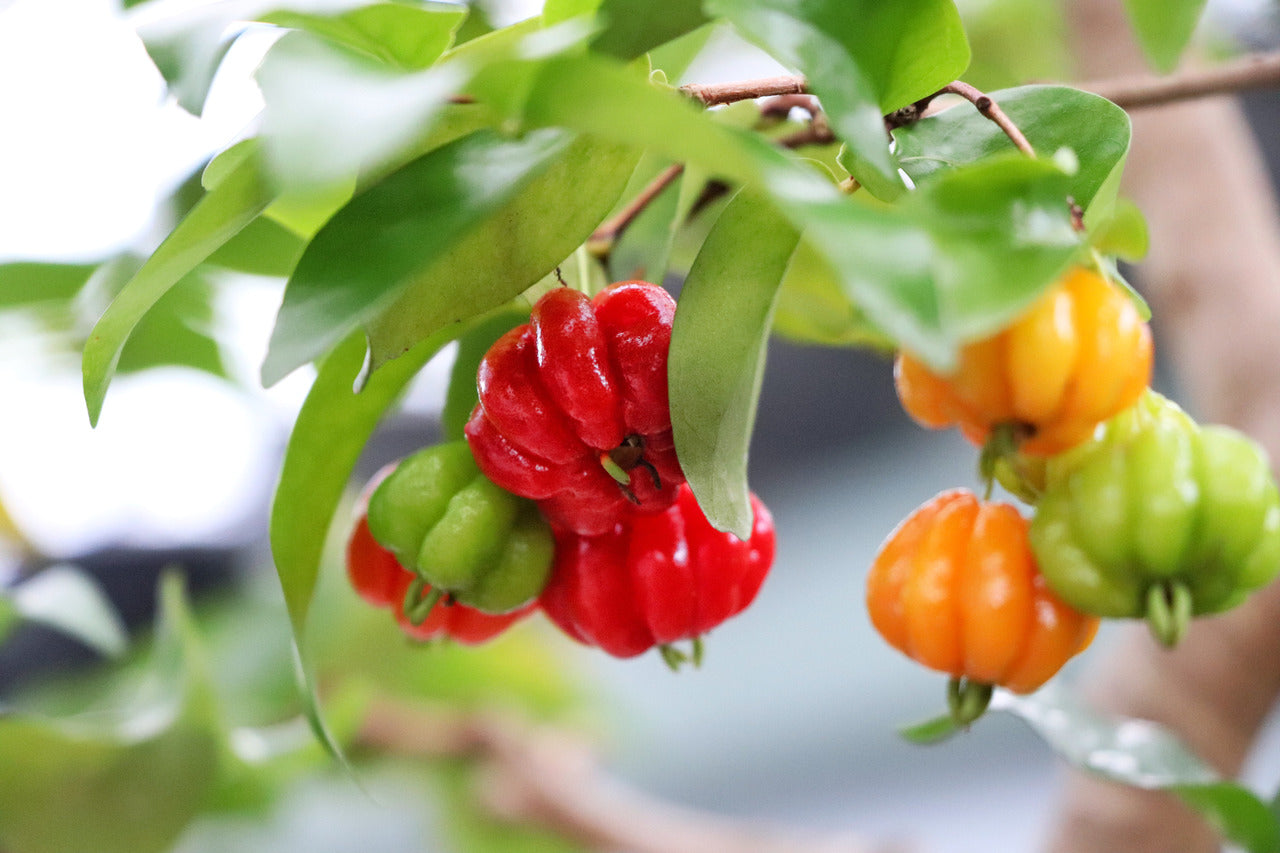 Pitanga: Propriedades Terapêuticas e o Valor Cultural