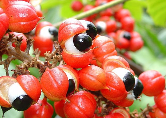 Guaraná: A Planta Energizante