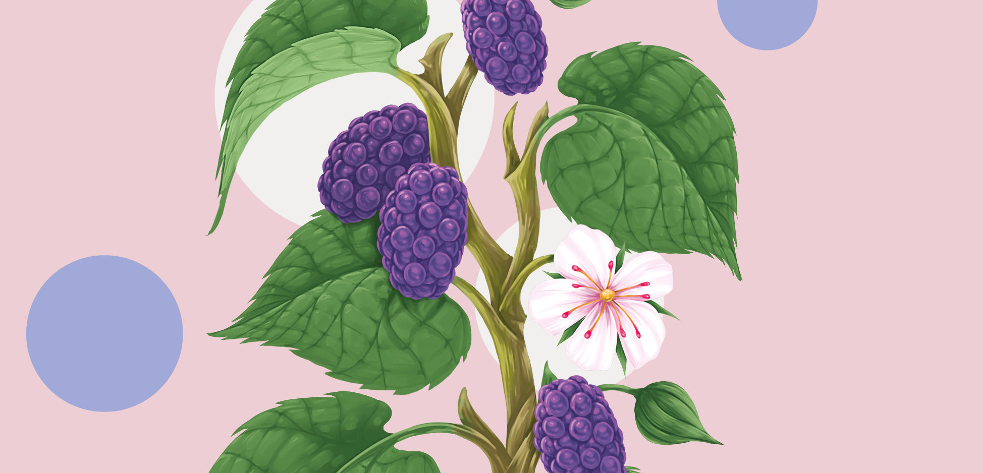 Conheça a Amora, uma Planta Rainha!