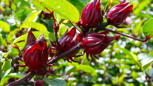 Hibisco: Benefícios Terapêuticos para o Corpo e Mente