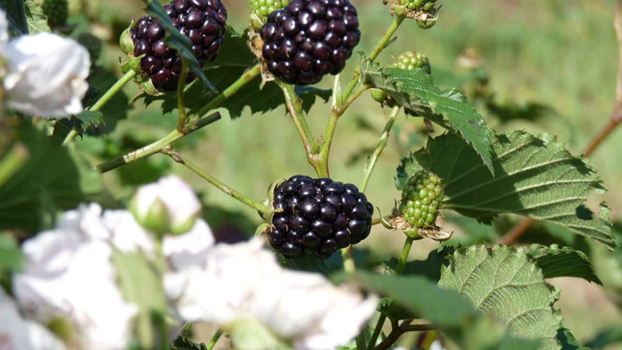 Amoreira-Preta: Benefícios para a Saúde Feminina e Cognitiva