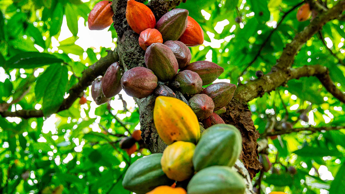 Cacau: A Tradição Ancestral e os Benefícios para a Saúde