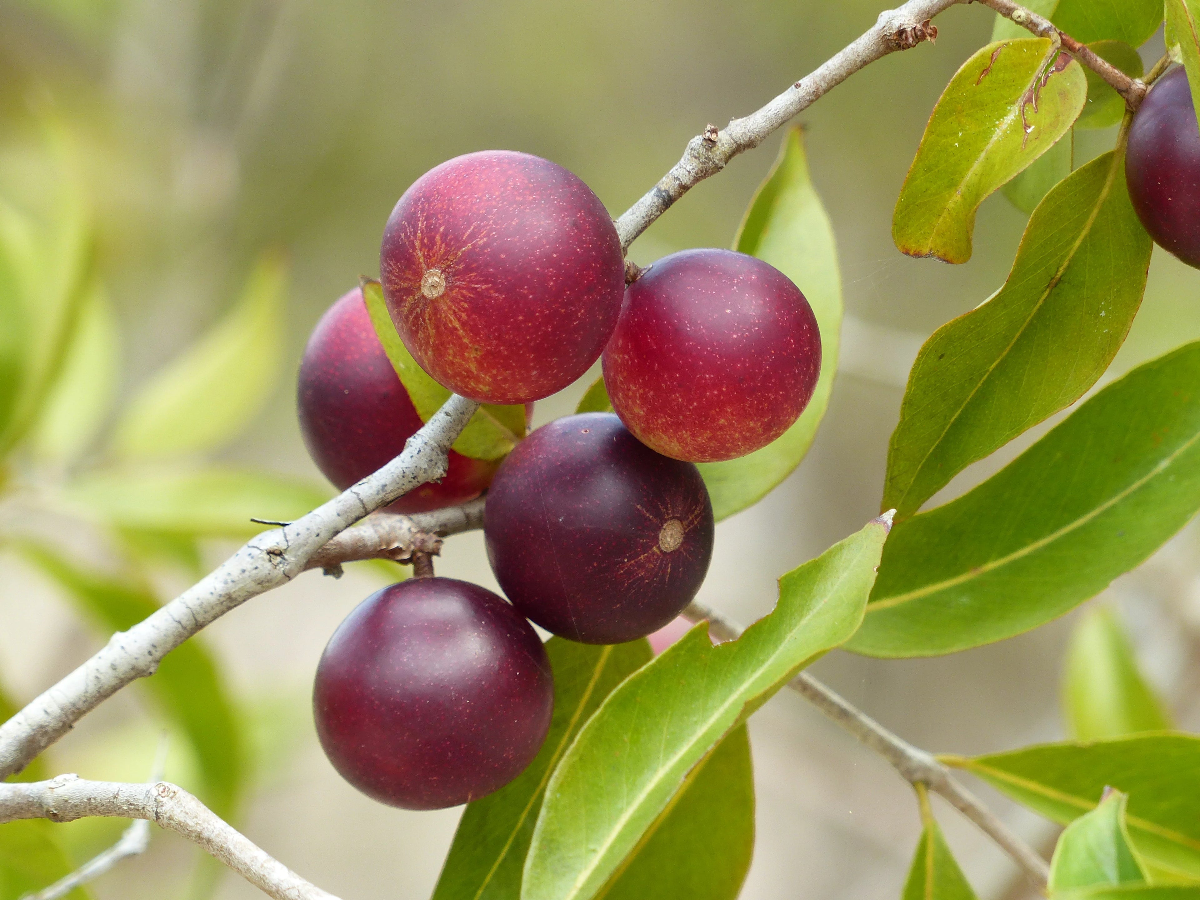 Camu-camu: Uma Superfruta da Amazônia