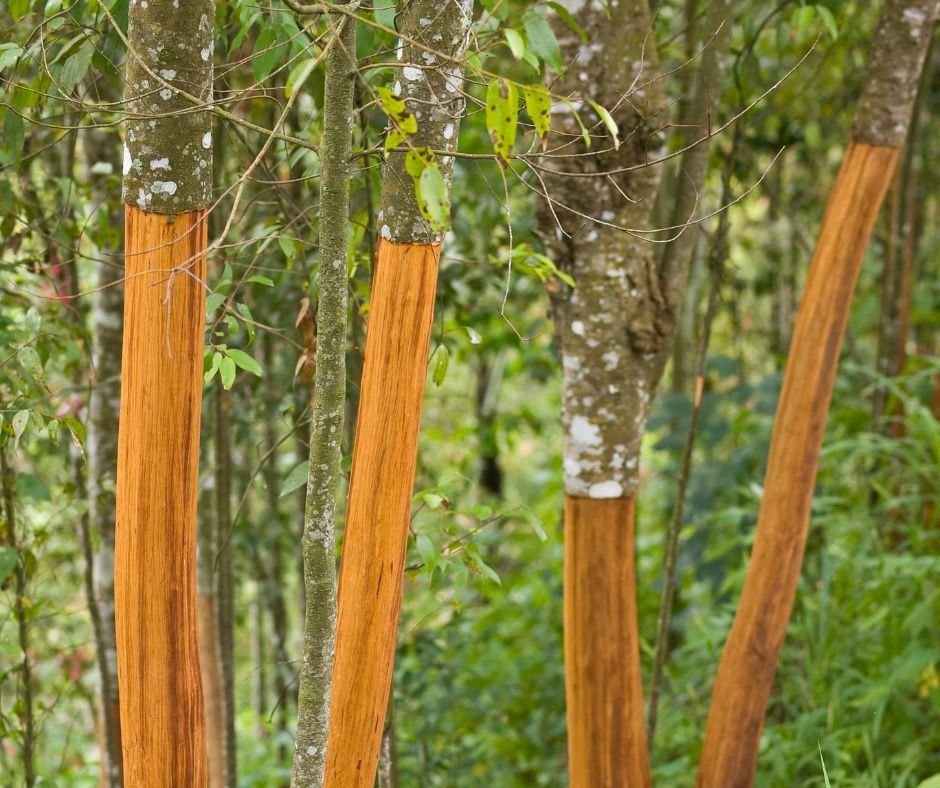 Uma Pitada de Canela: Riqueza Cultural e Saúde