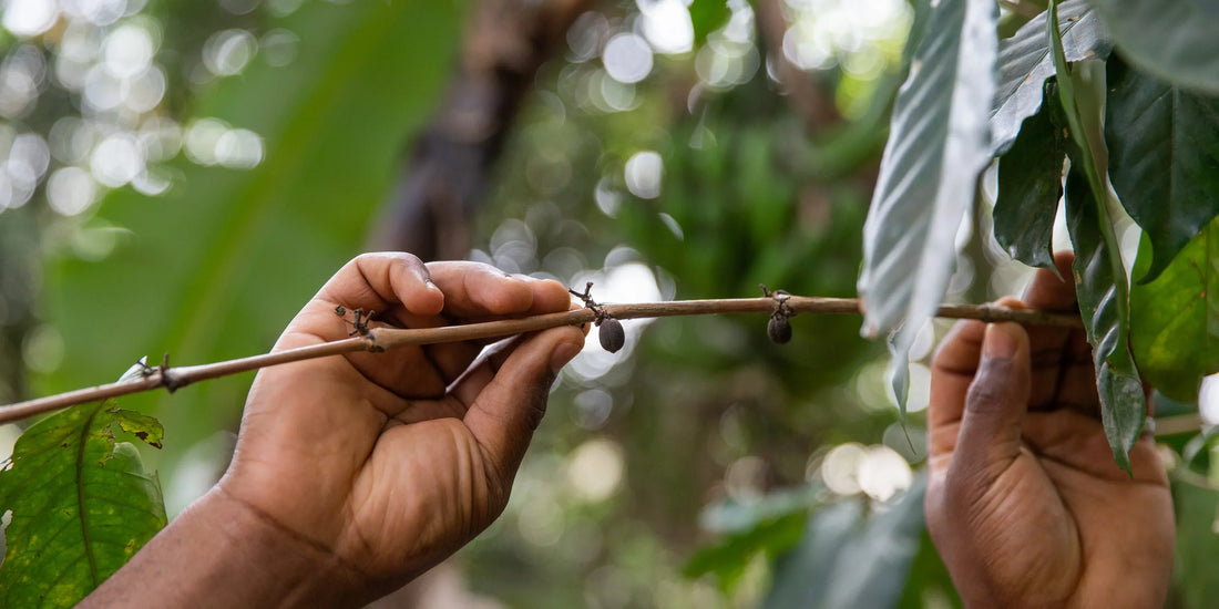 Marapuama: A “Madeira Poderosa” da Amazônia