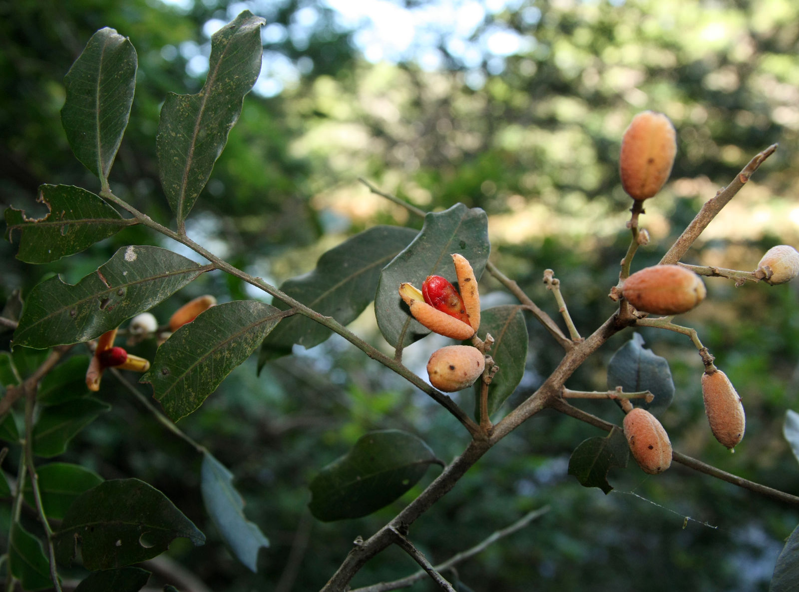 Catuaba: O Símbolo de Vitalidade e Tradição do Brasil