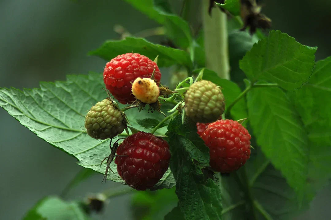 Framboesa: Força Natural para o Corpo da Mulher