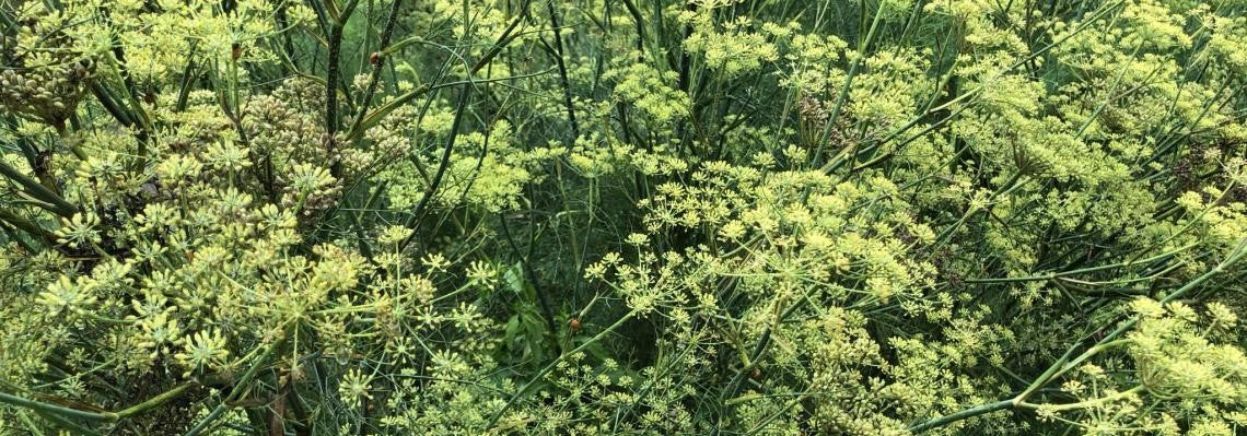 O Funcho: Uma Planta Poderosa para a Saúde Feminina