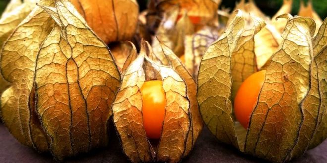 Fisális: A Planta Milenar da América do Sul